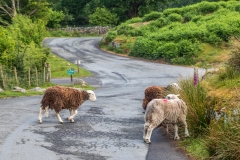 Buttermere herdwick