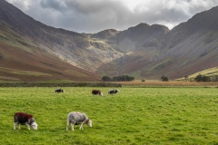 Herdwick sheep