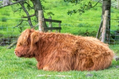Highland cattle at Gatesgarth Farm