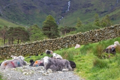 Buttermere herdwick