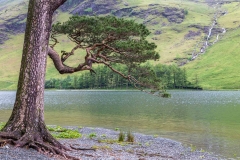Buttermere pine and Comb Beck