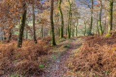 Long How wood