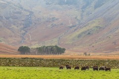 Warnscale Bottom, Buttermere pines