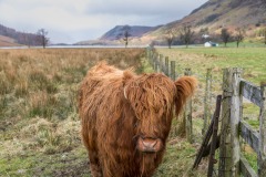 Highland cattle Buttermere