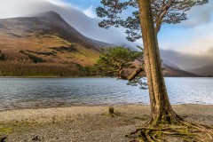 Buttermere pine