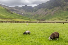 Herdwick