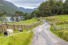Herdwick