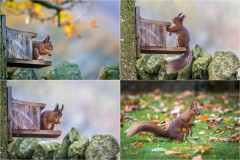 Red squirrel