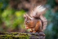 Red squirrel