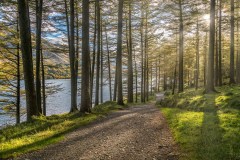 Buttermere, Burtness Wood