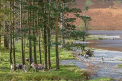 Herdwick