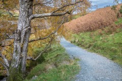 Birch
