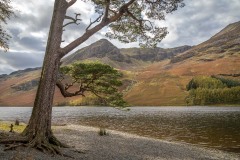 Buttermere pine