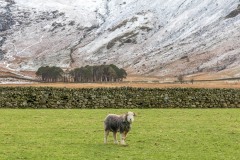 Buttermere pines, herdwick