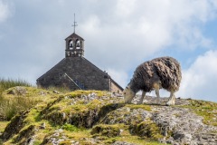 St James' Church Buttermere, herdwick