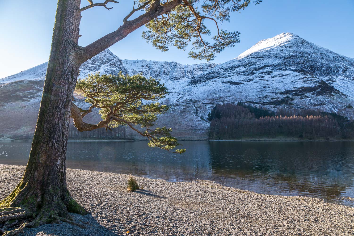 Buttermere pine, Red Pike