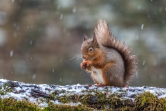 red squirrel