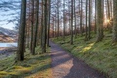 Burtness Wood