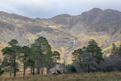 Buttermere pines, Warnscale Beck waterfall