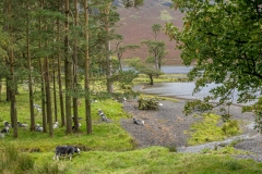 Buttermere