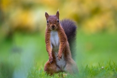 Red squirrel