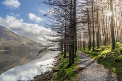Burtness Wood