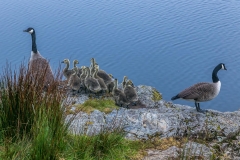 Crummock Water, canada geese