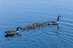 Crummock Water, canada geese