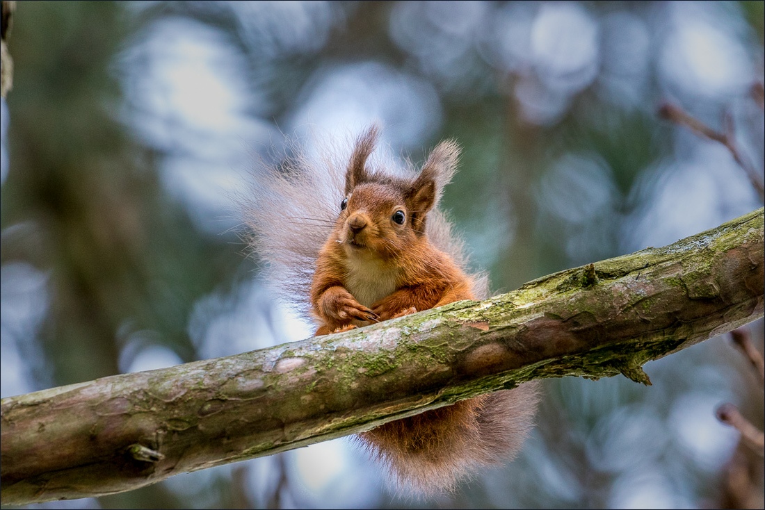 Red squirrel lake district