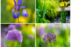 Iris and allium
