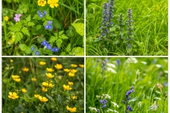 Wildflowers North Yorkshire