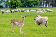 Byland roe deeer