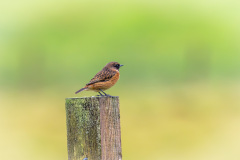 Stonechat