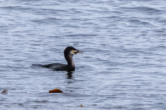 Cormorant