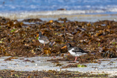Oystercatcher