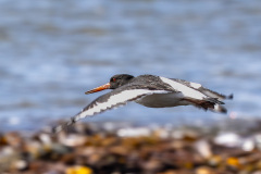 Oystercatcher