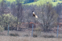Marsh harrier, Campfield Marsh