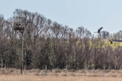 Marsh harrier, ospreys