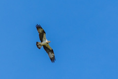 Osprey, Campfield Marsh