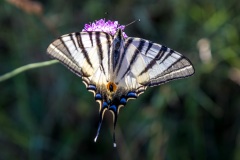 Scarce Swallowtail butterfly Corfu