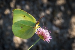 Brimstone butterfly Corfu
