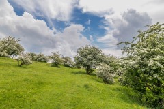 Hawthorn blossom
