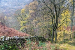 Castle Crag walk, Low Hows Wood
