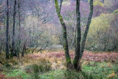 Castle Crag walk