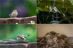 Baby-birds