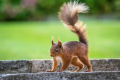 Red squirrel