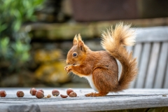 Red squirrel