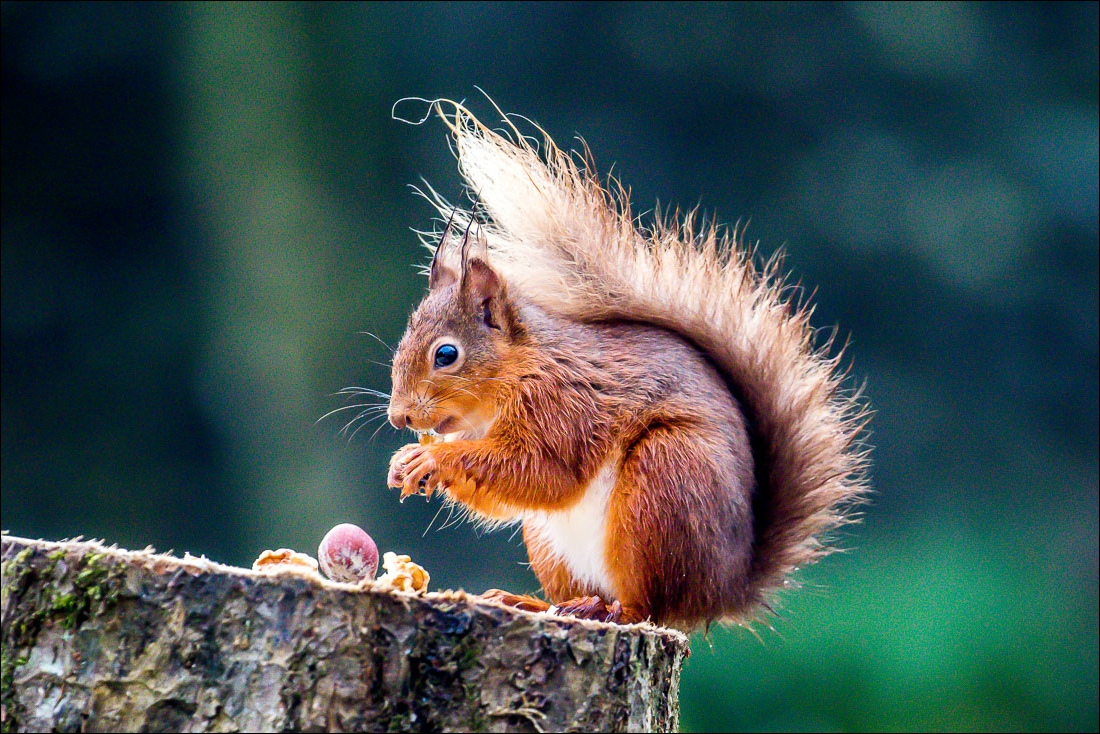 red squirrel, lake district