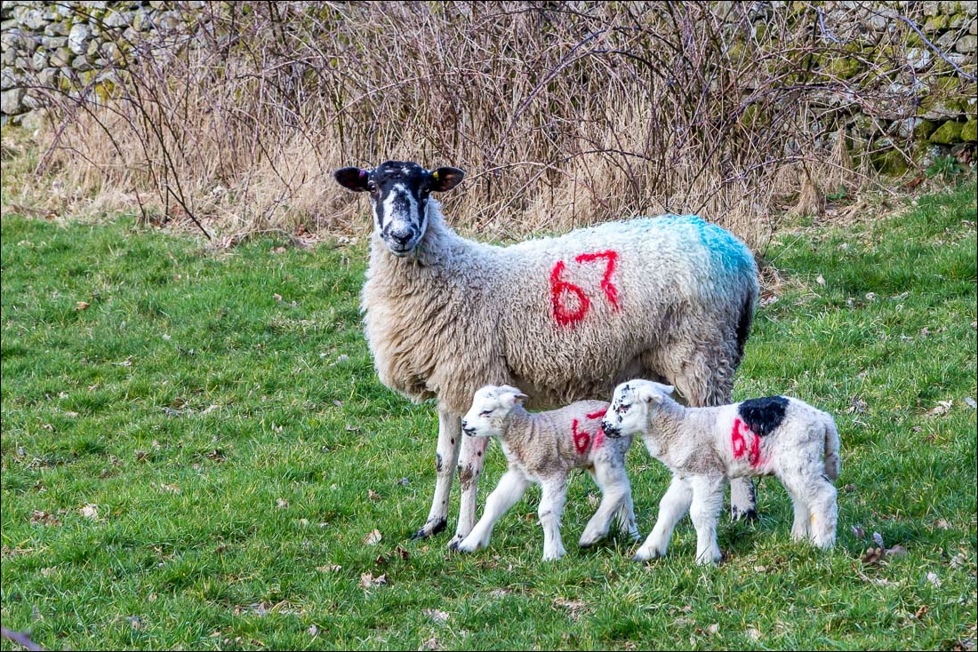 lambs, lake district