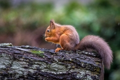 Cred squirrel